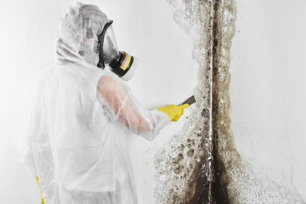 Best Attic Mold Remediation in Madisonville, KY