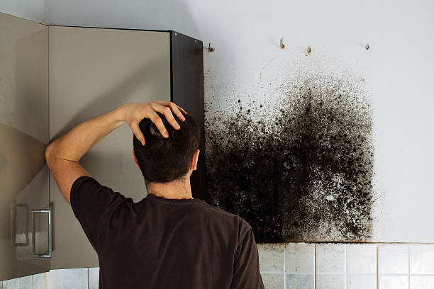 Best Post-Flood Mold Remediation in Madisonville, KY
