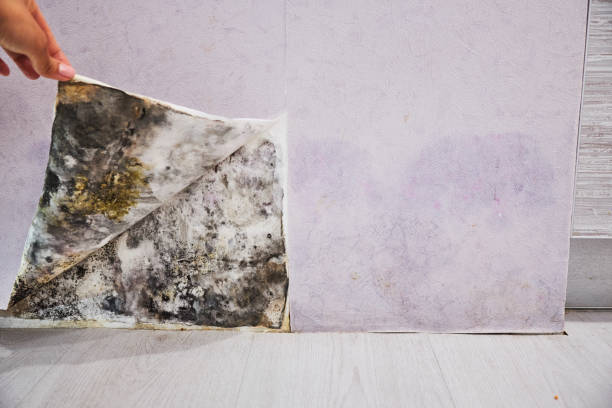 Best Black Mold Remediation in Madisonville, KY